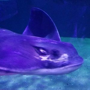 Meet your Posher, Andy